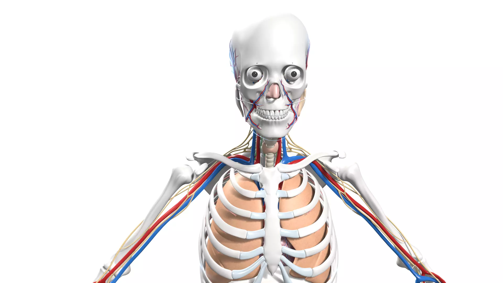 Skeleton Anatomy Nervous Rigged Low-poly 3D model_0