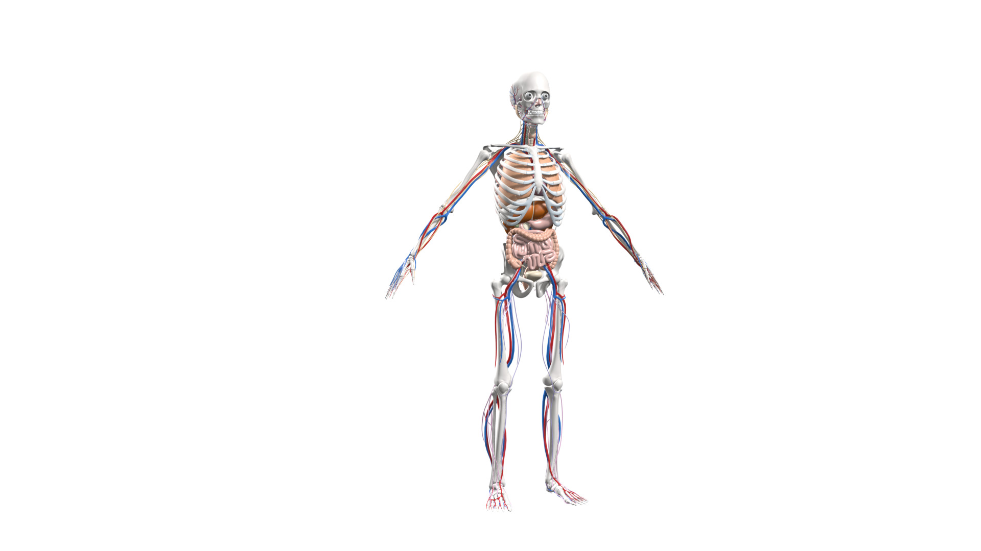 Skeleton Anatomy Nervous Rigged Low-poly 3D model_7
