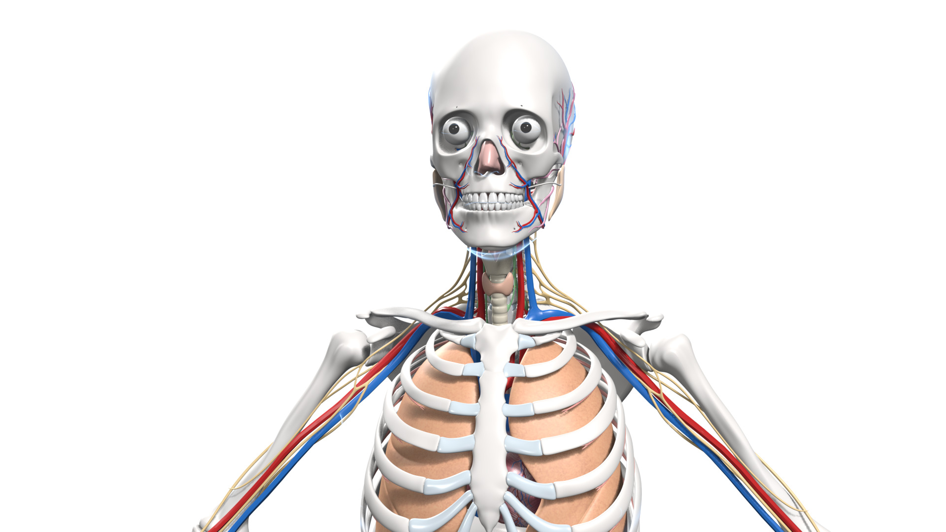 Skeleton Anatomy Nervous Rigged Low-poly 3D model_8