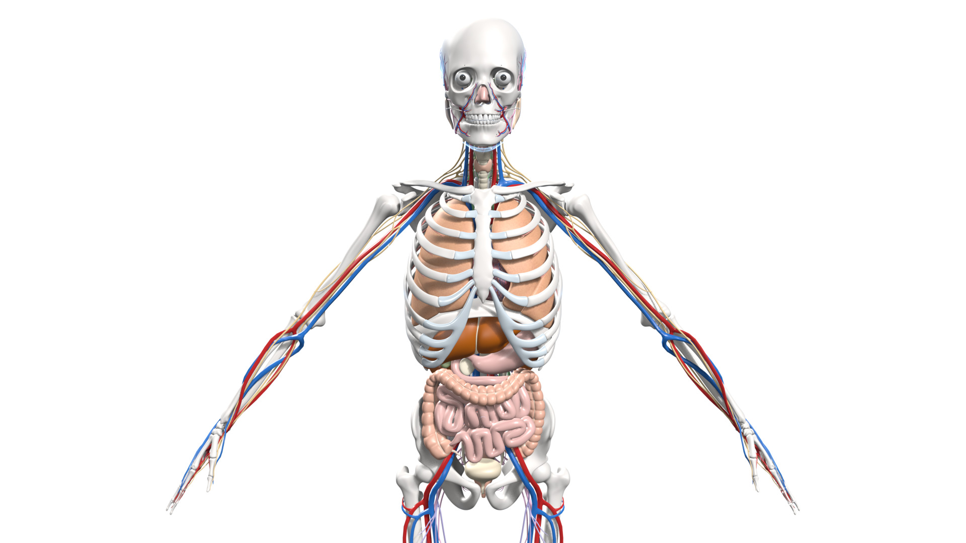 Skeleton Anatomy Nervous Rigged Low-poly 3D model_1