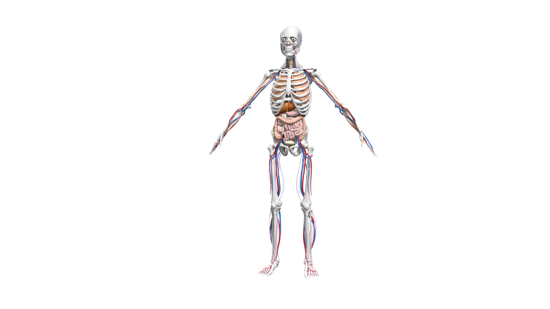 Skeleton Anatomy Nervous Rigged Low-poly 3D model_2
