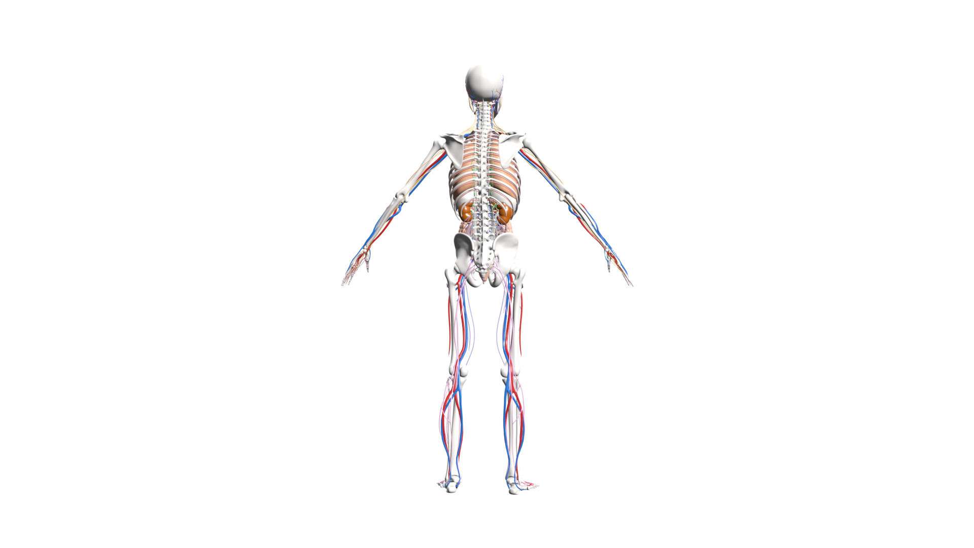 Skeleton Anatomy Nervous Rigged Low-poly 3D model_4