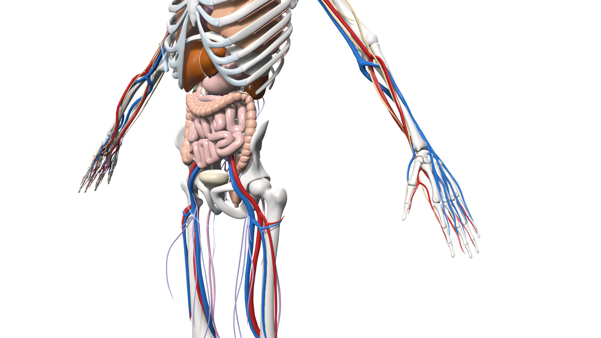 Skeleton Anatomy Nervous Rigged Low-poly 3D model_9