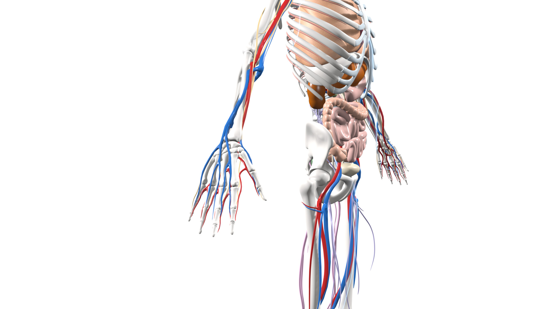 Skeleton Anatomy Nervous Rigged Low-poly 3D model_10