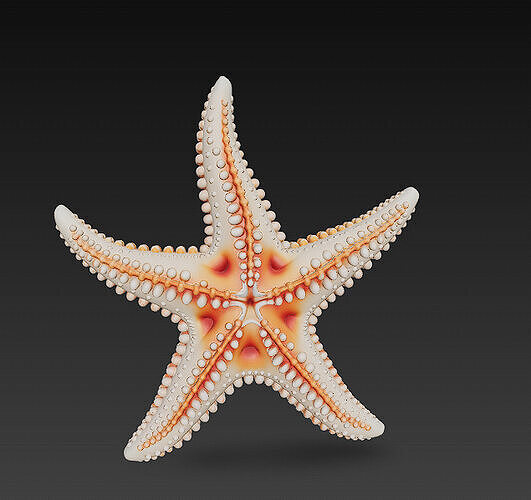 Starfish Realistic 3D Model Basic - Low Poly Realistic Low-poly 3D model