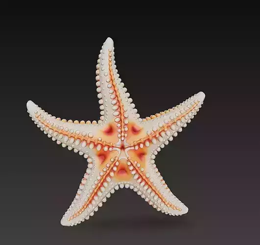 Starfish Realistic 3D Model Basic - Low Poly Realistic