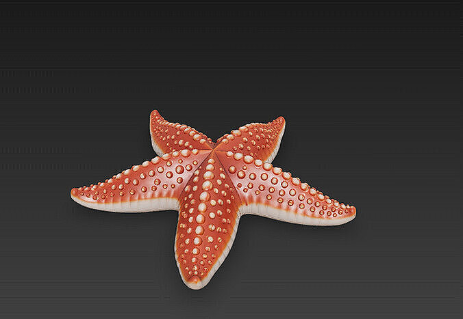 Starfish Realistic 3D Model Basic - Low Poly Realistic Low-poly 3D model