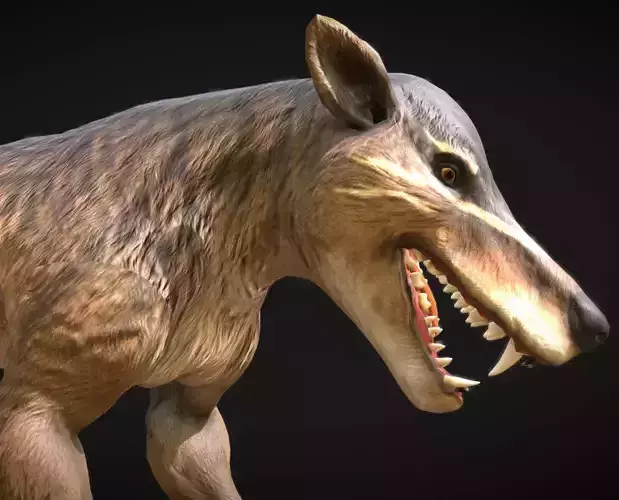 Hyaenodon gigas  Apex Predator of the Eocene