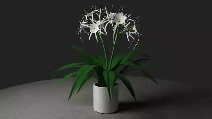 White Spider Lily Plant - Potted Flower