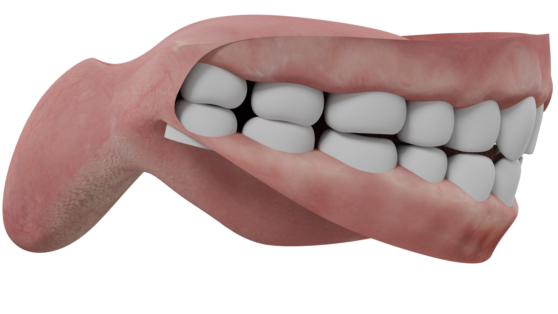 Human Teeth 3D model_7