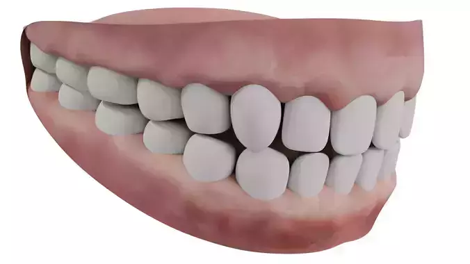 Human Teeth 3D model