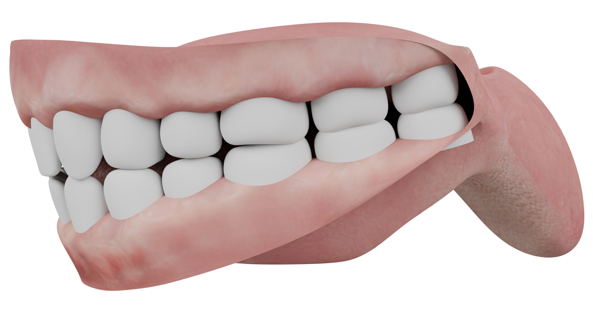Human Teeth 3D model_3