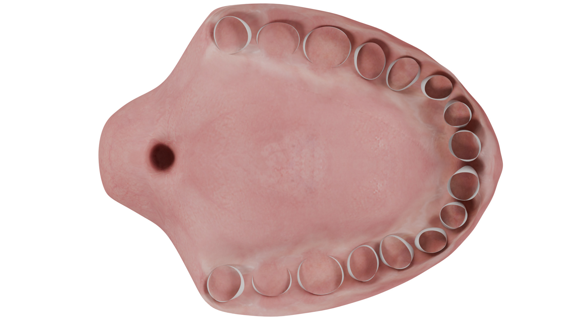 Human Teeth 3D model_8