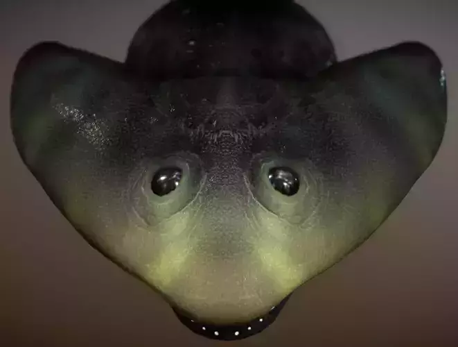 Diplocaulus  The Boomerang-Headed Amphibian Low-poly 3D model