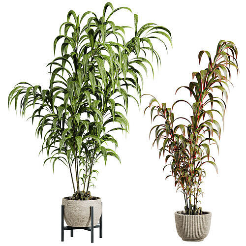Plants Set 3D model