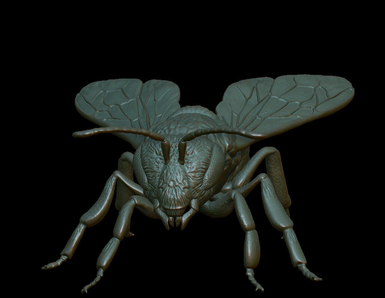 honeybee Apis Mellifera poses 3D print model_7