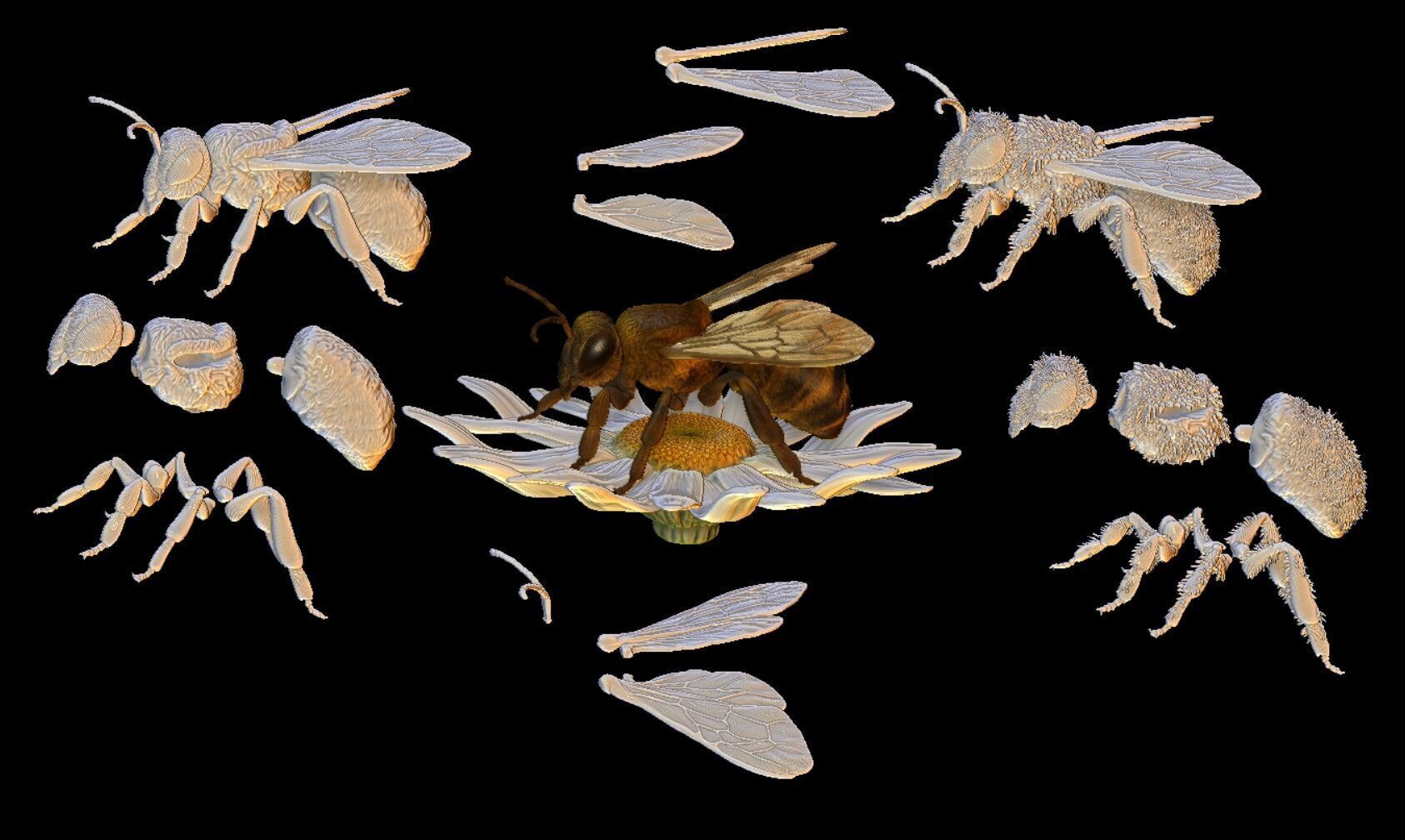 honeybee Apis Mellifera poses 3D print model_10