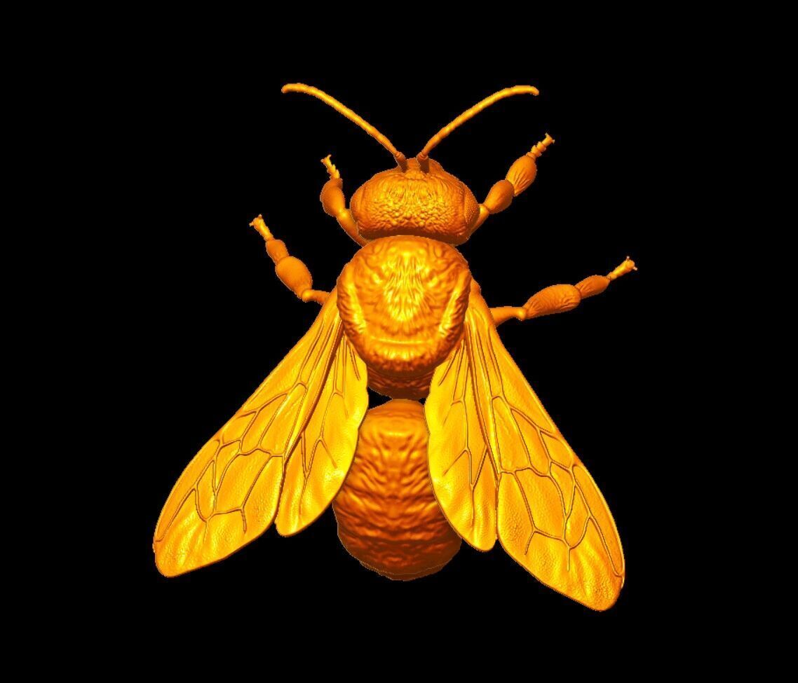 honeybee Apis Mellifera poses 3D print model_8
