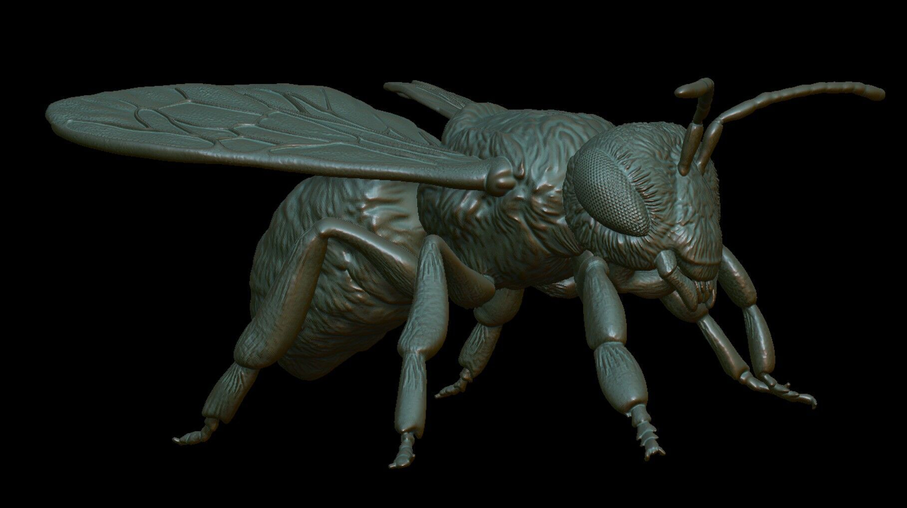 honeybee Apis Mellifera poses 3D print model_5