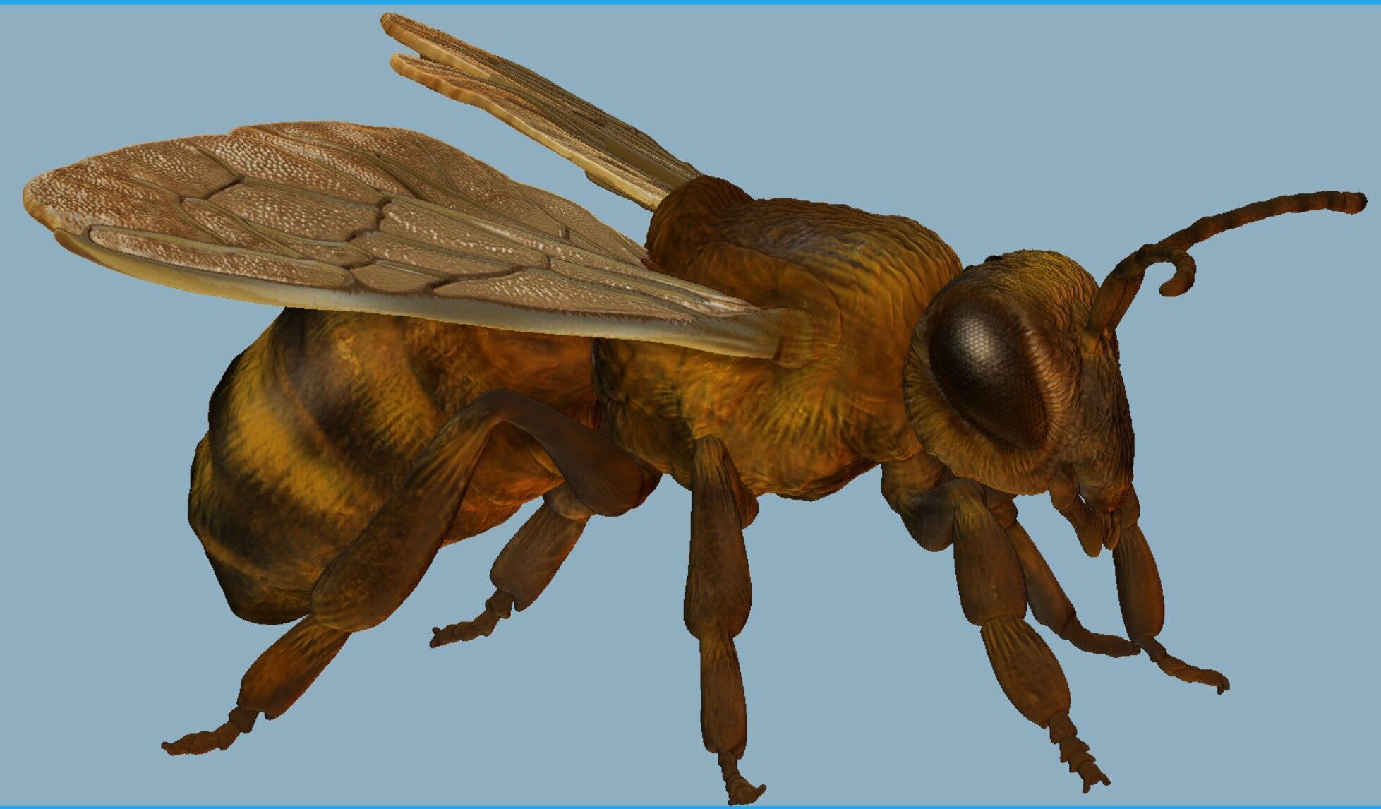 honeybee Apis Mellifera poses 3D print model_3