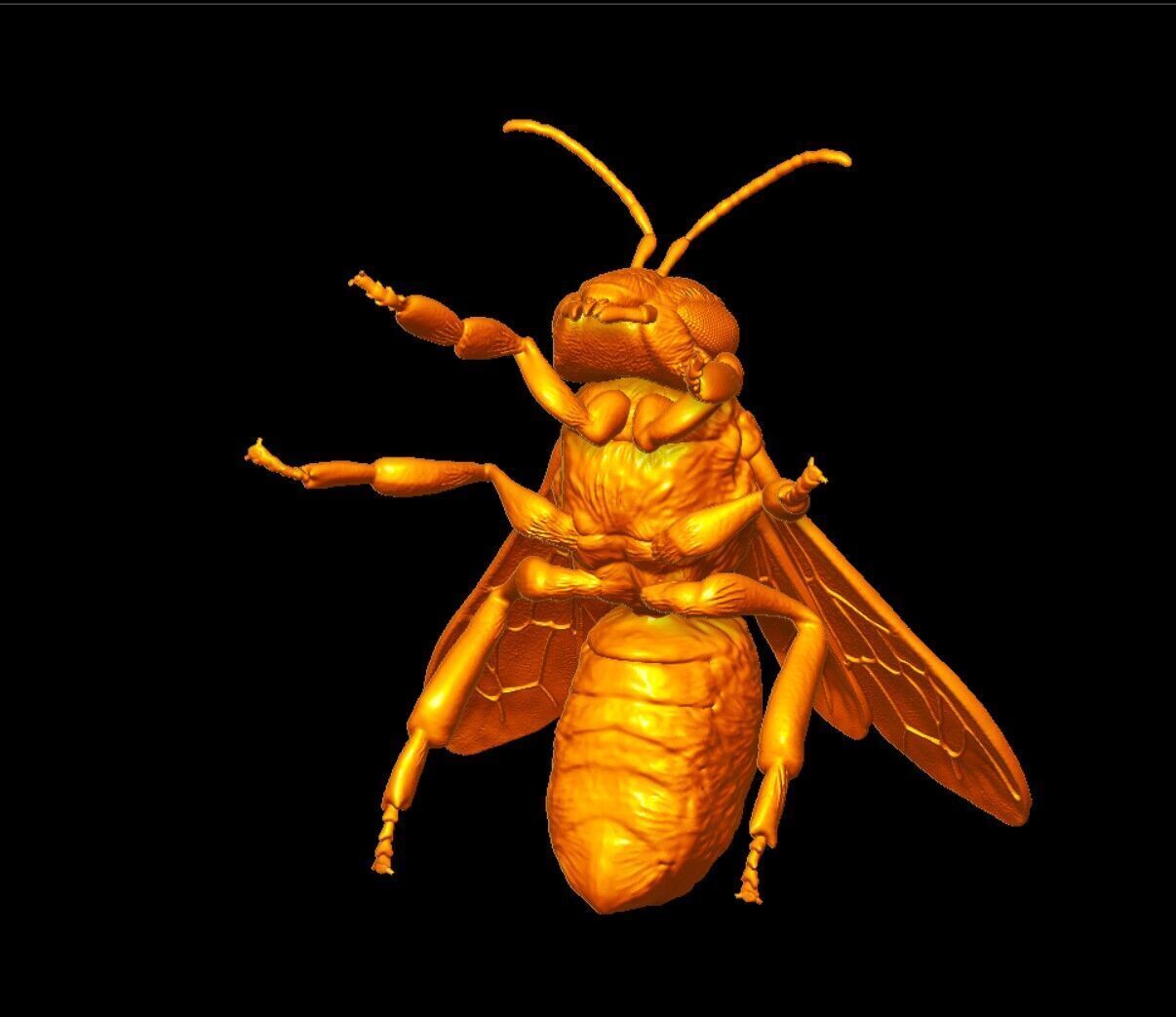 honeybee Apis Mellifera poses 3D print model_9