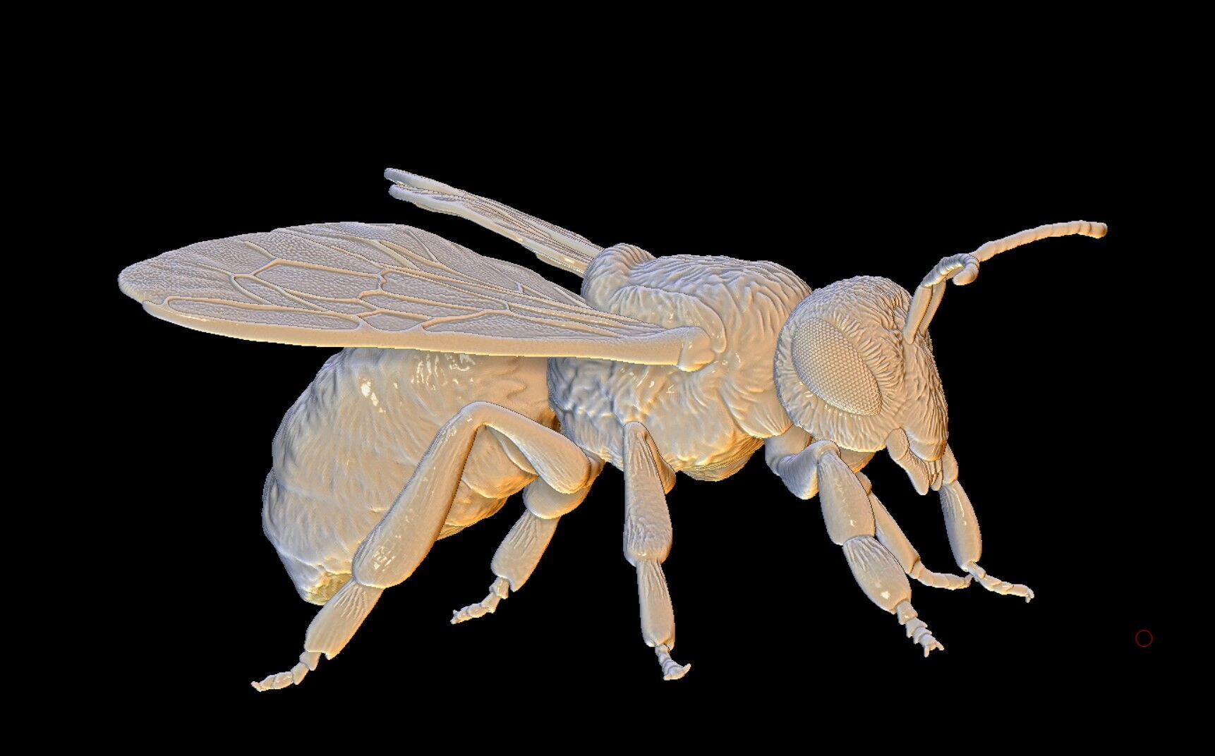 honeybee Apis Mellifera poses 3D print model_2