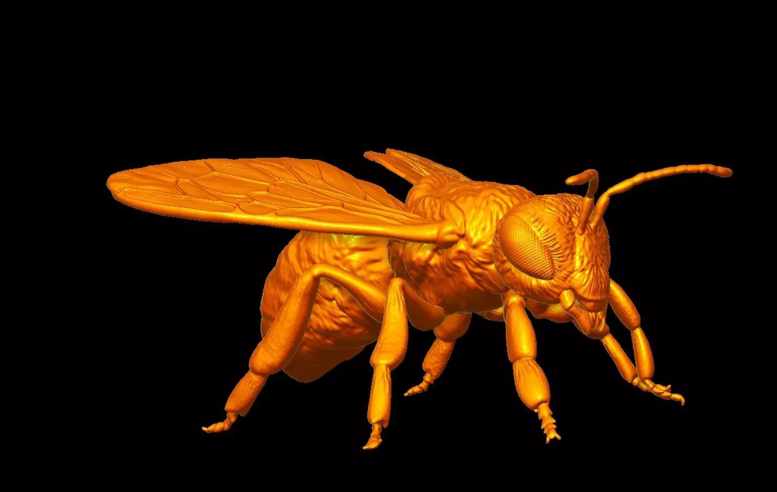 honeybee Apis Mellifera poses 3D print model_0