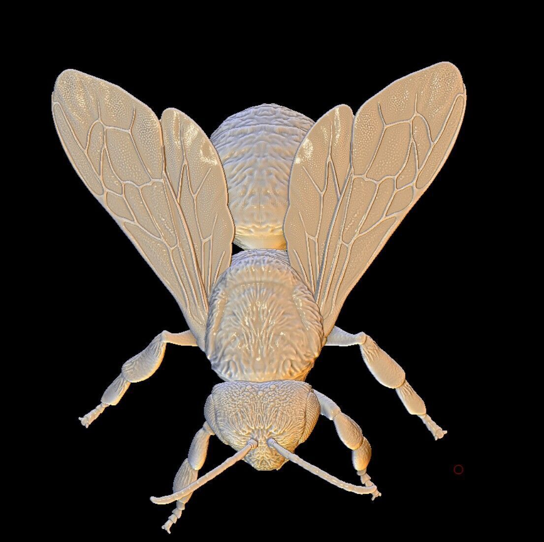 honeybee Apis Mellifera poses 3D print model_4
