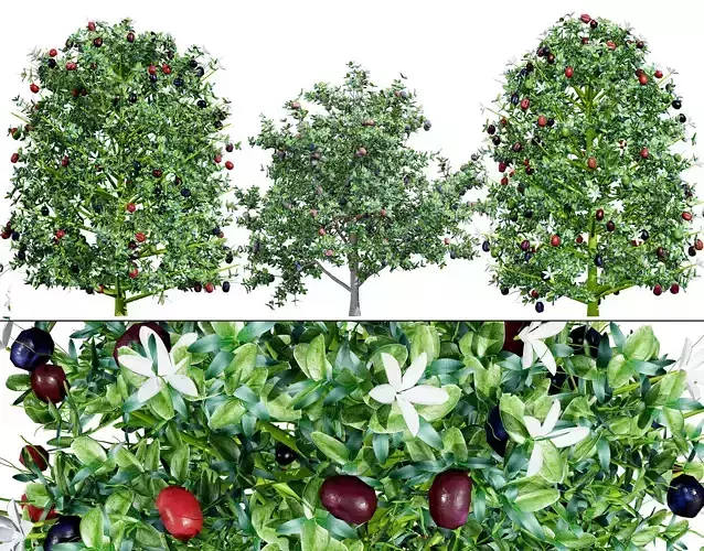South African Natal Plum Low-poly 3D model