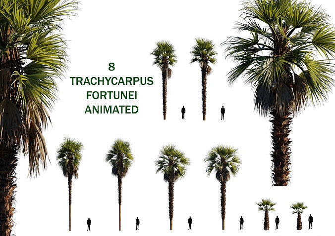 8 trachycarpus fortunei palm tree animated pack 3D model