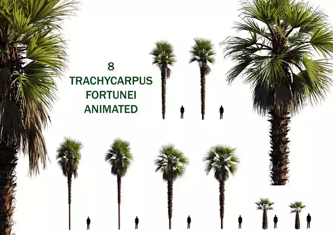 8 trachycarpus fortunei palm tree animated pack 3D model