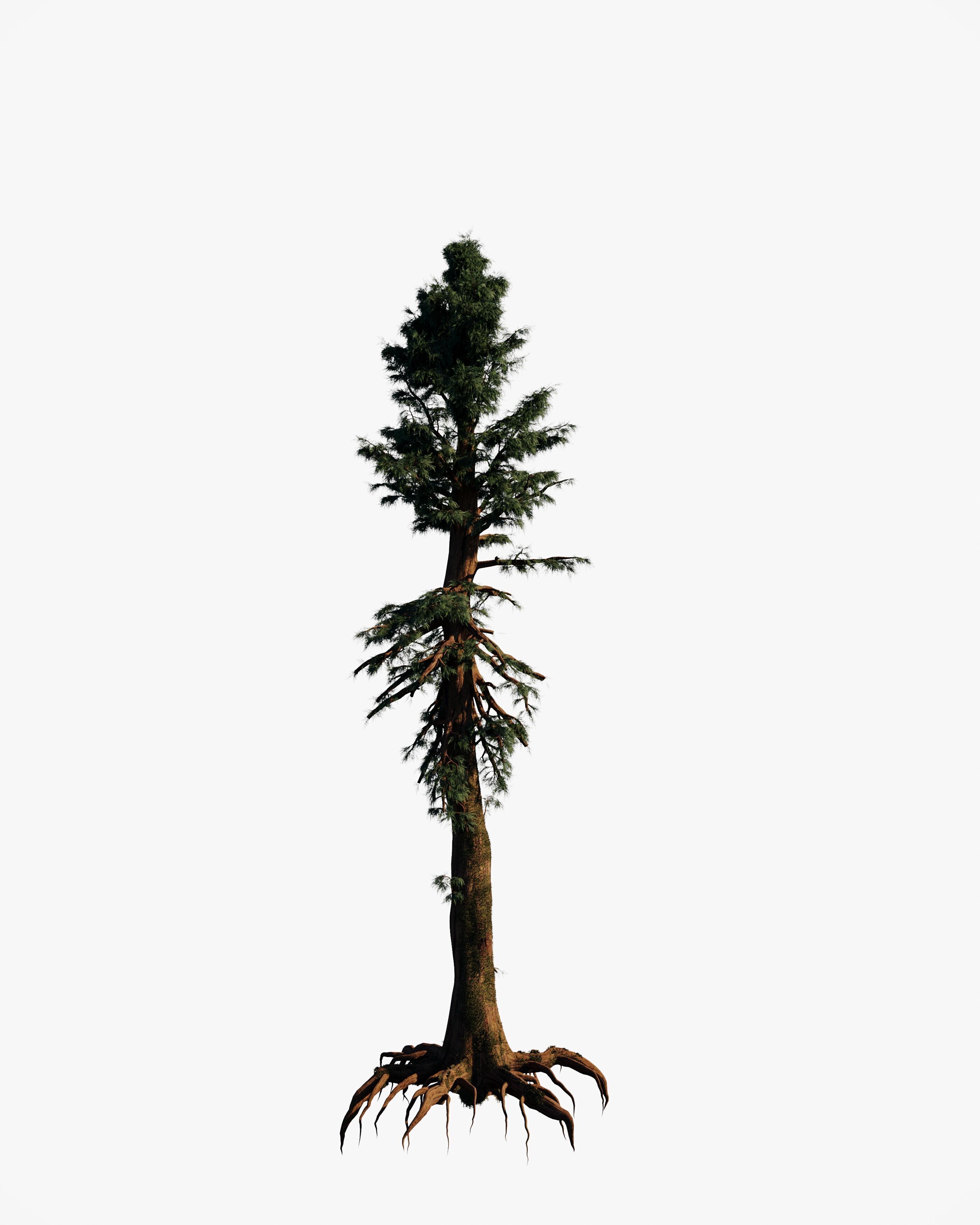 8 redwood pine tree pack 3D model_2