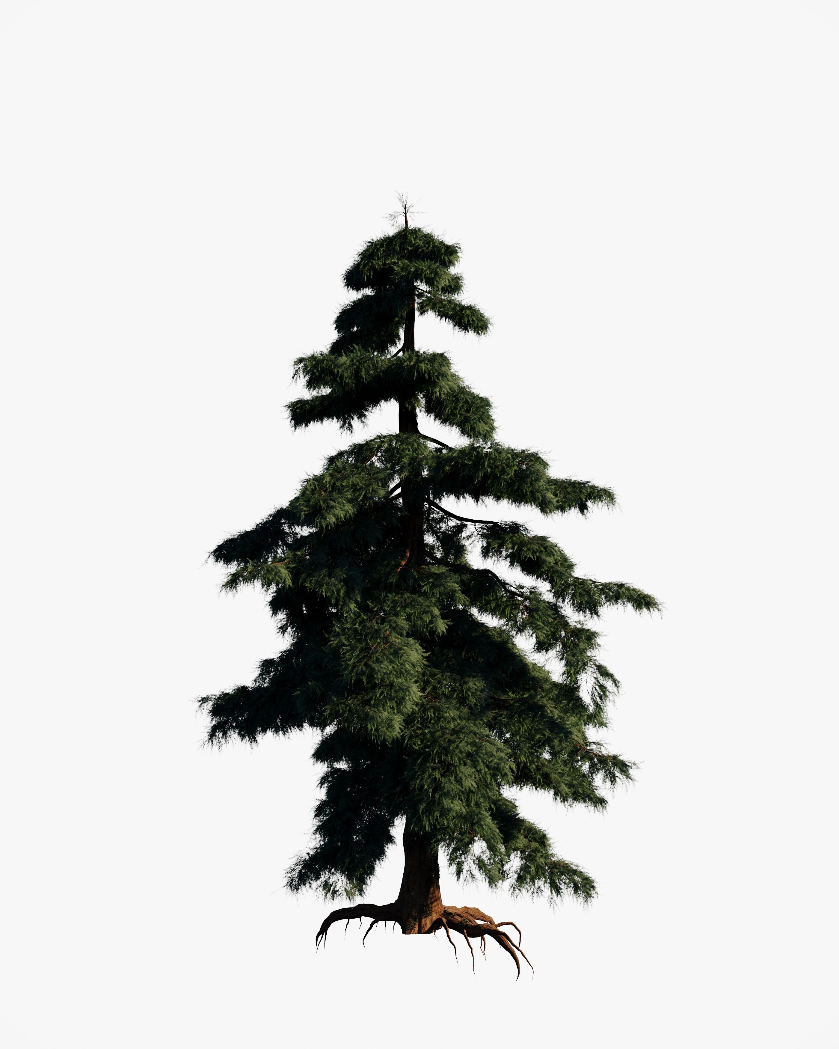 8 redwood pine tree pack 3D model_8
