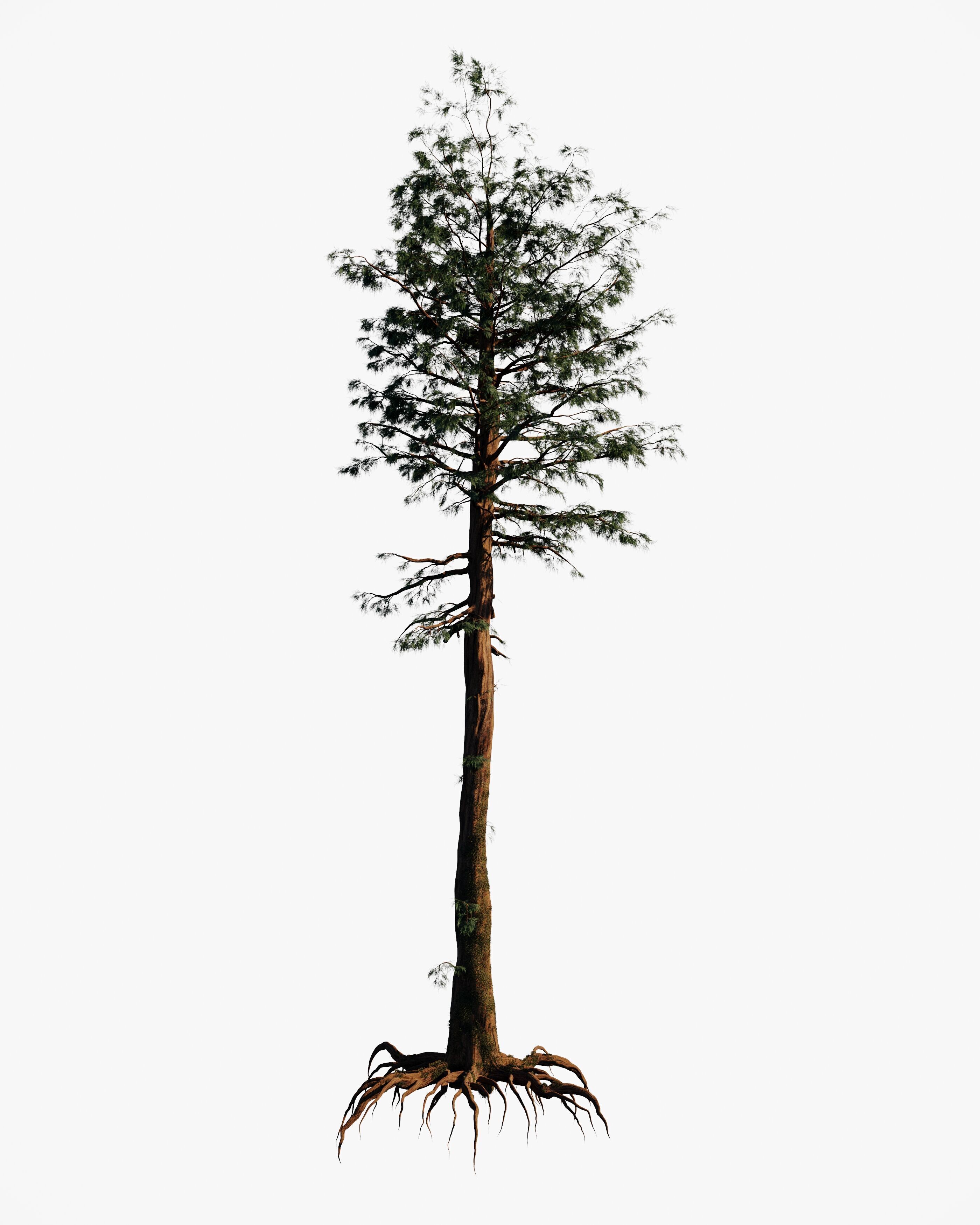 8 redwood pine tree pack 3D model_3
