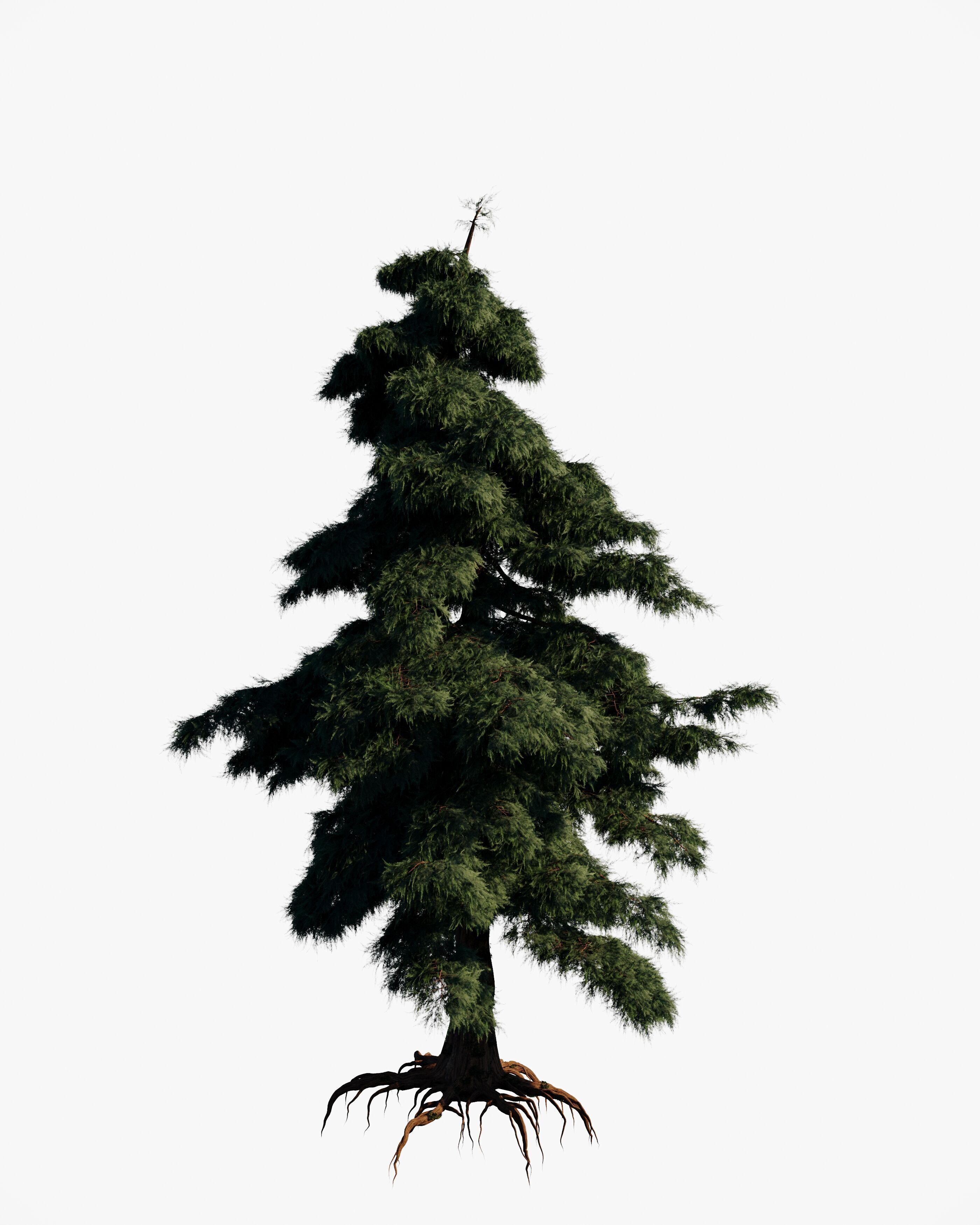 8 redwood pine tree pack 3D model_7