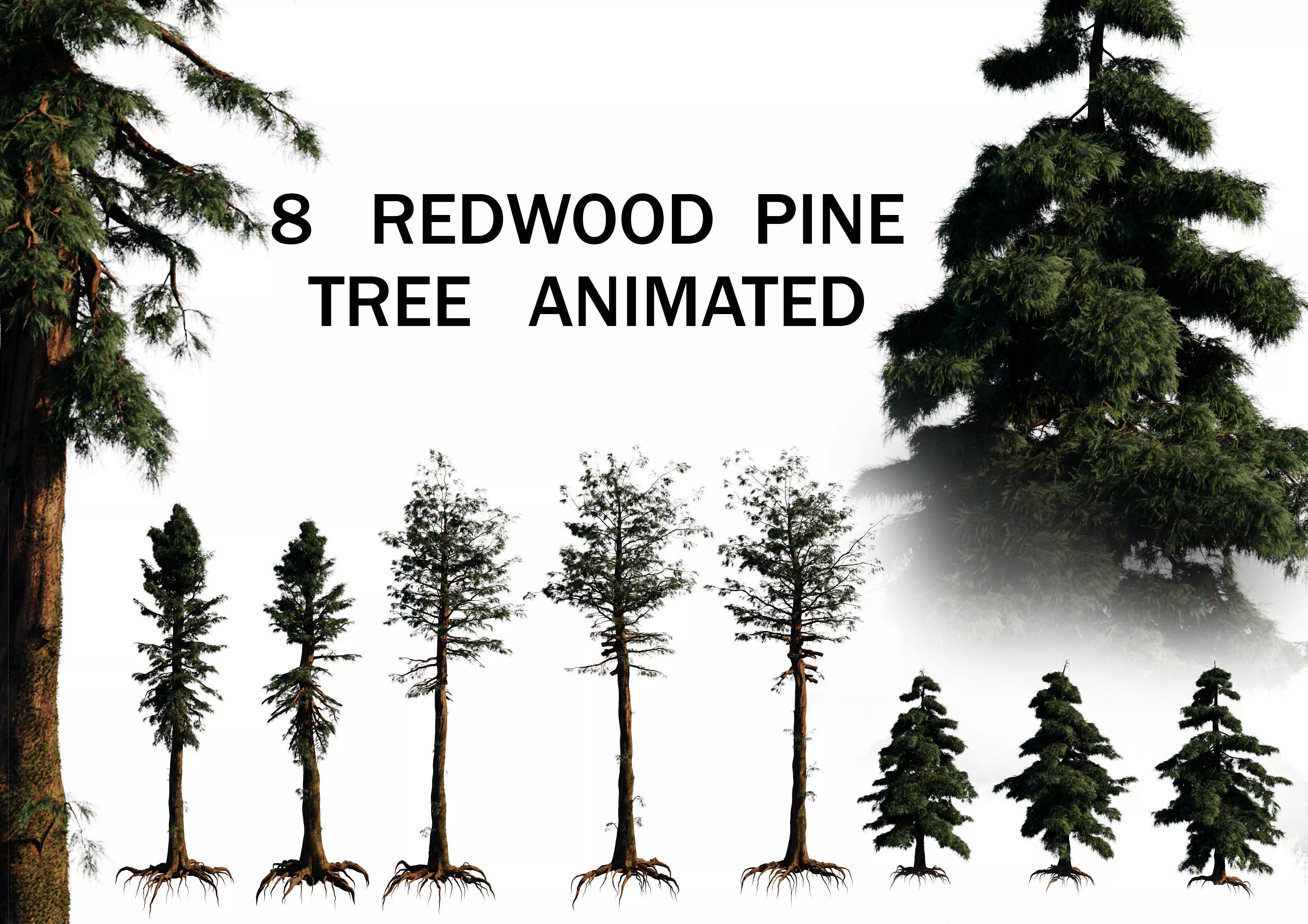 8 redwood pine tree pack 3D model_0