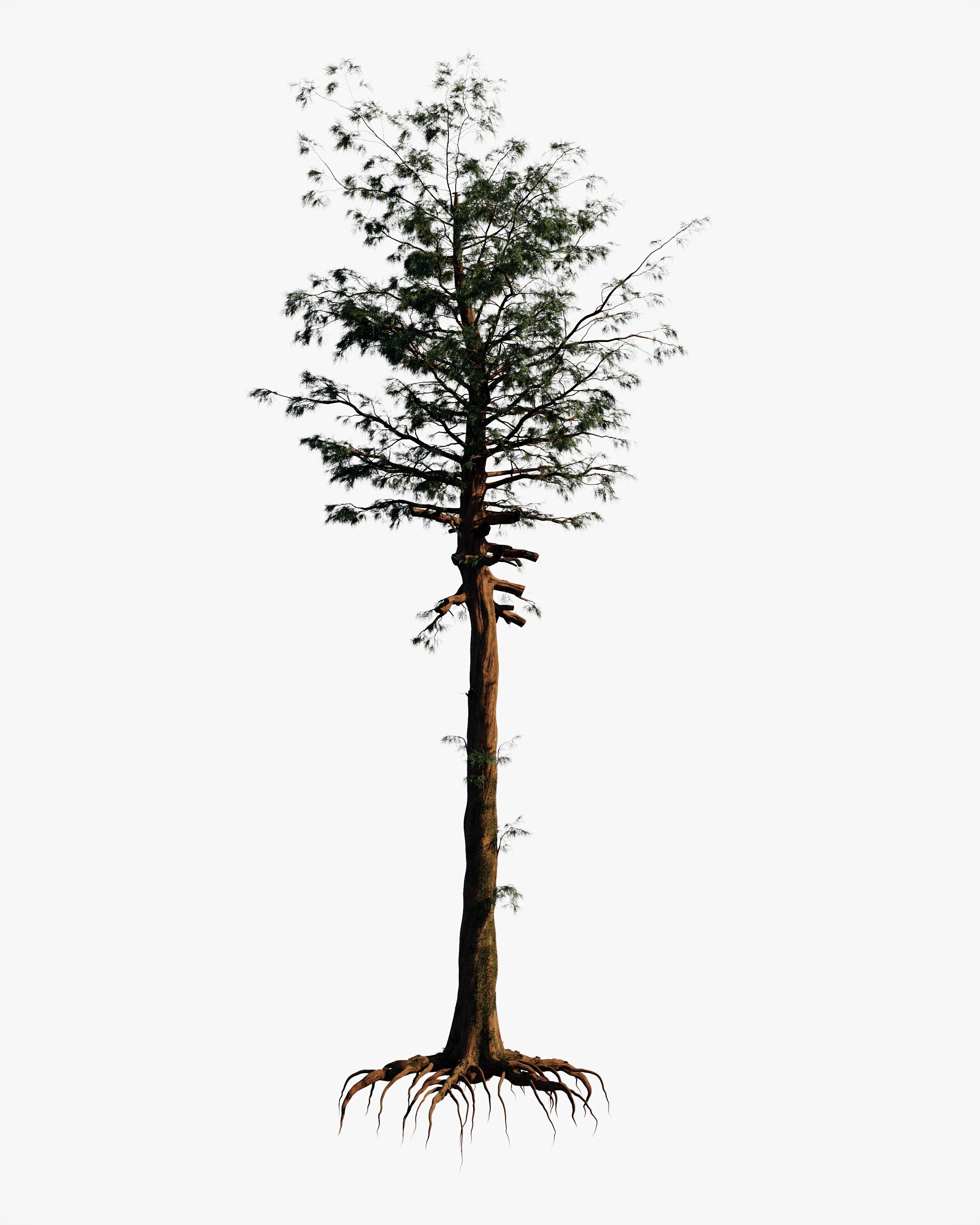 8 redwood pine tree pack 3D model_5