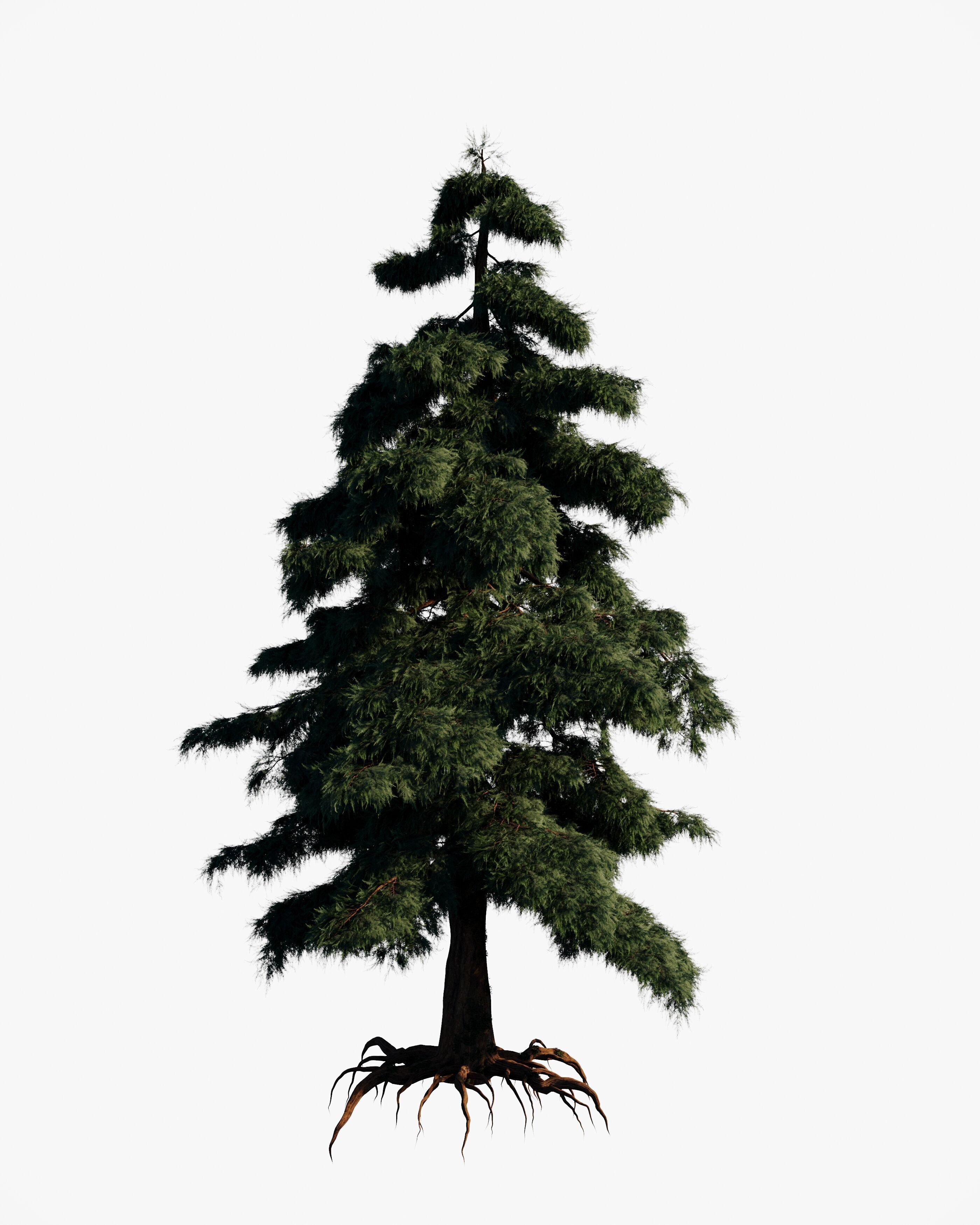 8 redwood pine tree pack 3D model_6
