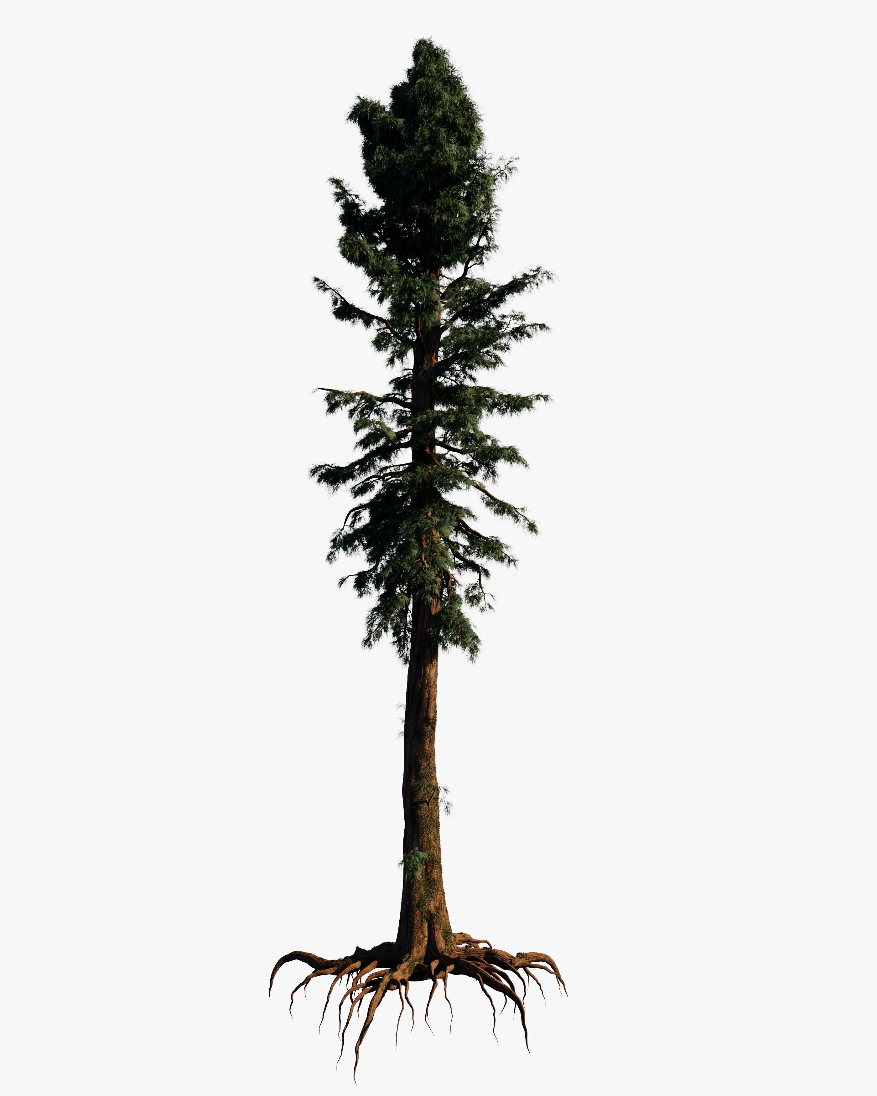 8 redwood pine tree pack 3D model_1