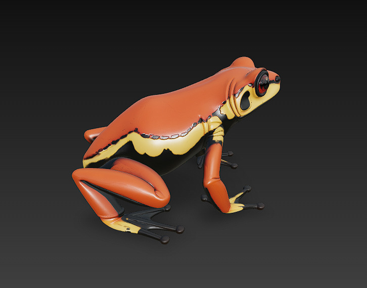 Frog  Poisonous Realistic 3D Model Basic - Low Poly Realistic Low-poly 3D model_5