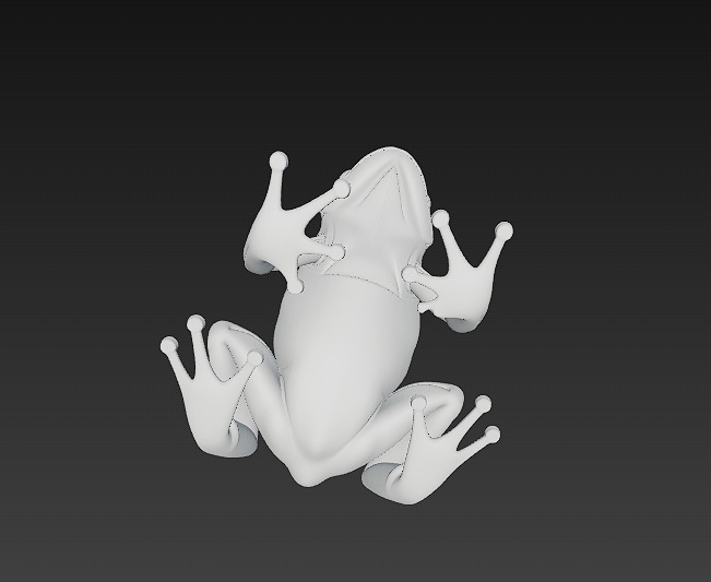 Frog  Poisonous Realistic 3D Model Basic - Low Poly Realistic Low-poly 3D model_21