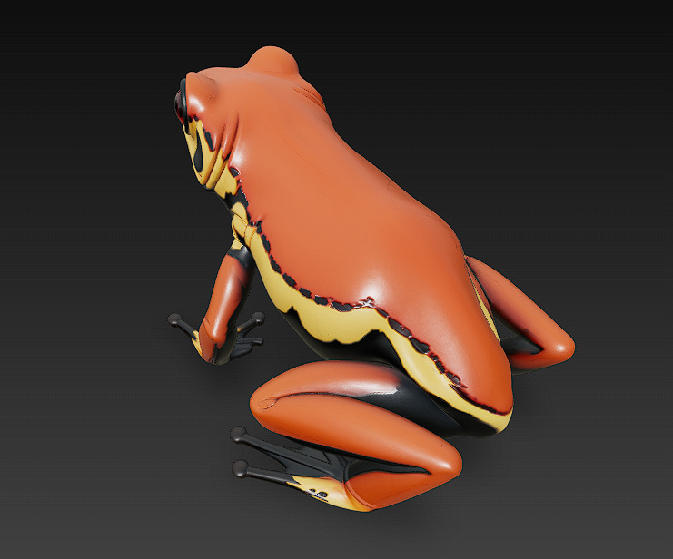 Frog  Poisonous Realistic 3D Model Basic - Low Poly Realistic Low-poly 3D model_9