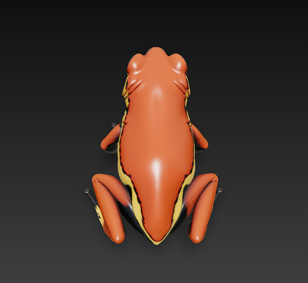 Frog  Poisonous Realistic 3D Model Basic - Low Poly Realistic Low-poly 3D model_7