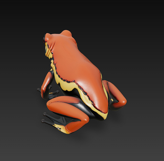 Frog  Poisonous Realistic 3D Model Basic - Low Poly Realistic Low-poly 3D model_3