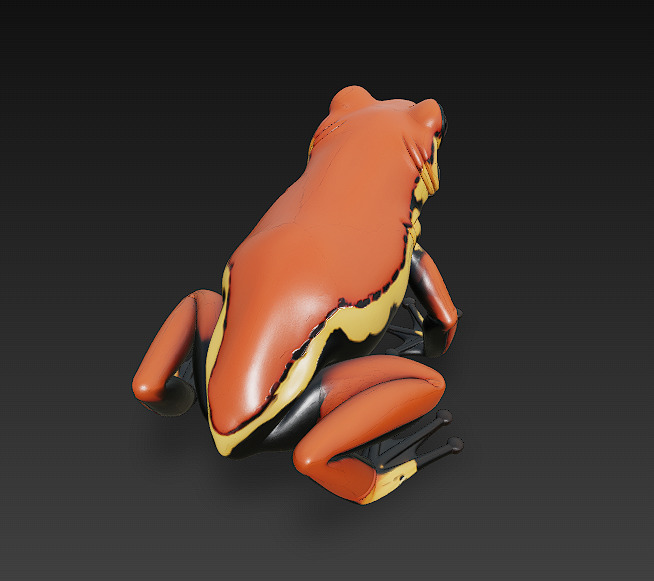 Frog  Poisonous Realistic 3D Model Basic - Low Poly Realistic Low-poly 3D model_4