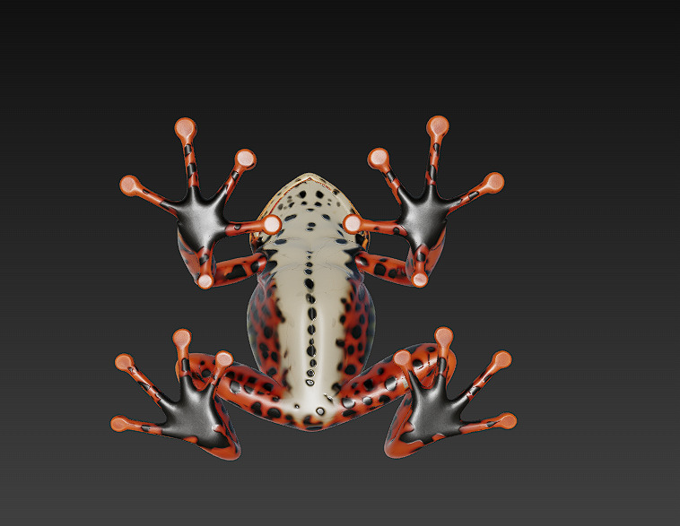 Frog Poisonous Realistic 3D Model Basic - Low Poly Realistic Low-poly 3D model_11