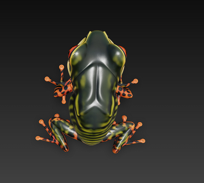 Frog Poisonous Realistic 3D Model Basic - Low Poly Realistic Low-poly 3D model_10