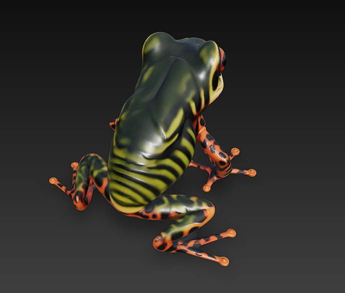 Frog Poisonous Realistic 3D Model Basic - Low Poly Realistic Low-poly 3D model_7