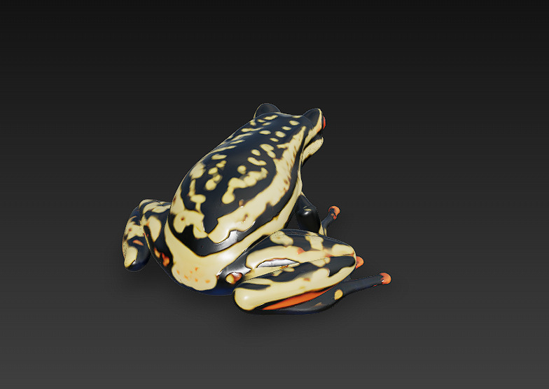Frog Poisonous Realistic 3D Model Basic - Low Poly Realistic Low-poly 3D model_4