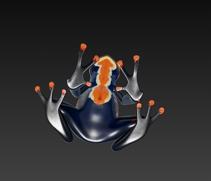 Frog Poisonous Realistic 3D Model Basic - Low Poly Realistic Low-poly 3D model_9
